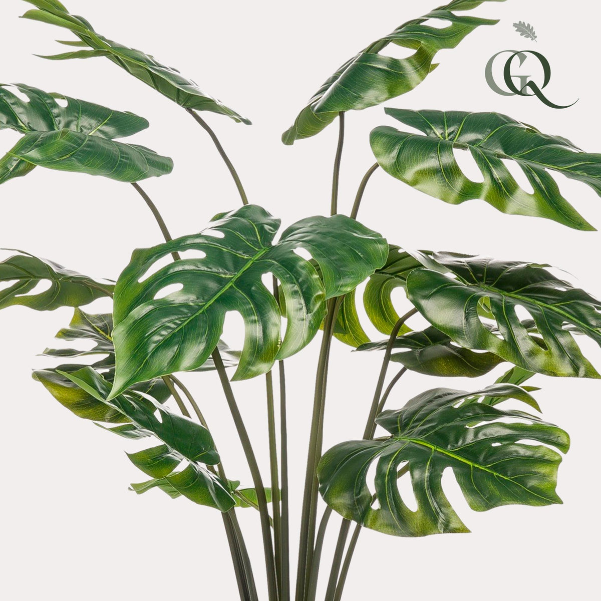 Monstera Deliciosa, kenmerkend blad