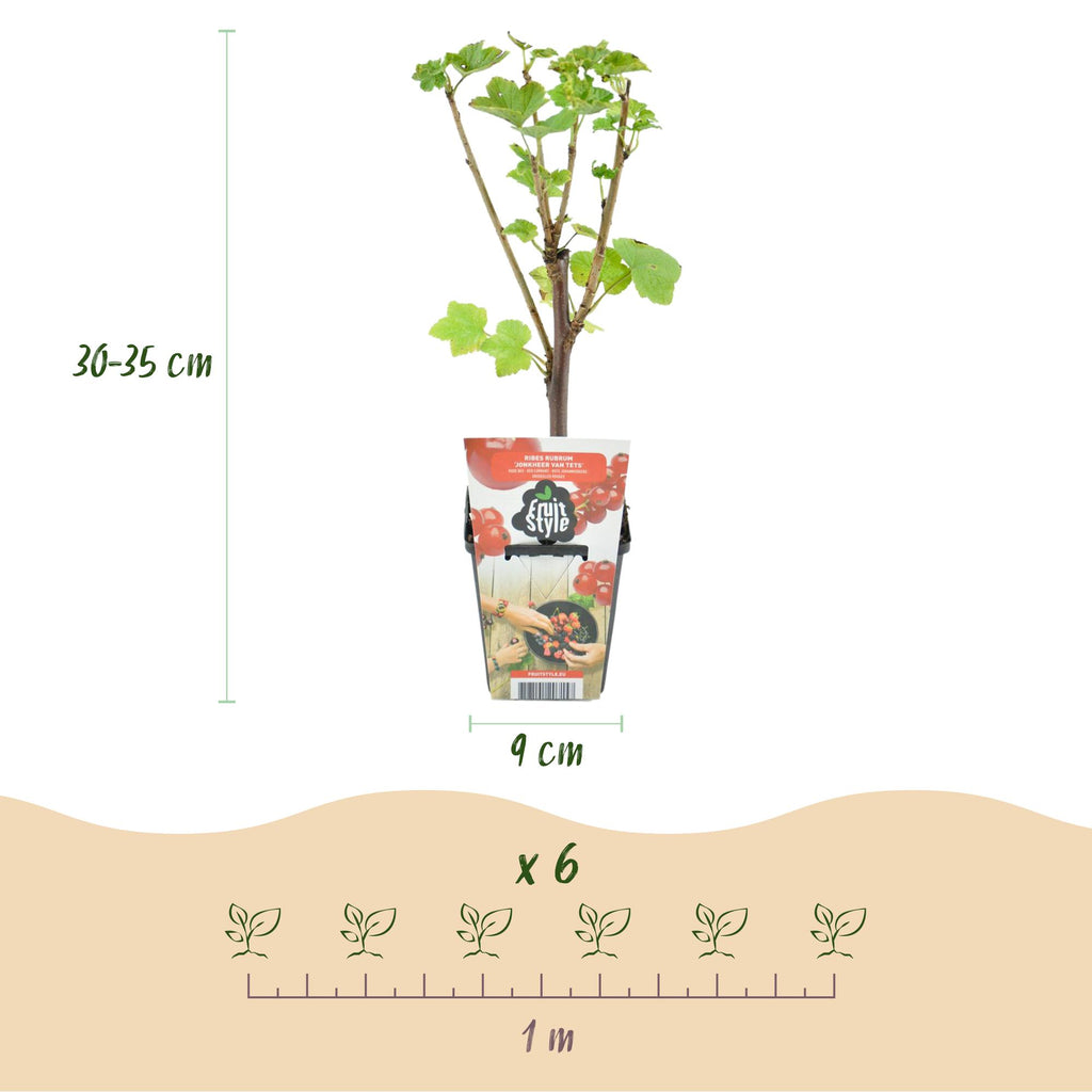 Rode bes Ribes rubrum Jonkheer van Tets, groene bladeren