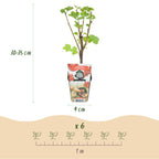 Rode bes Ribes rubrum Jonkheer van Tets, groene bladeren