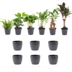 Tropische miniplanten met pot Boule antraciet, set van 6, kenmerkend blad