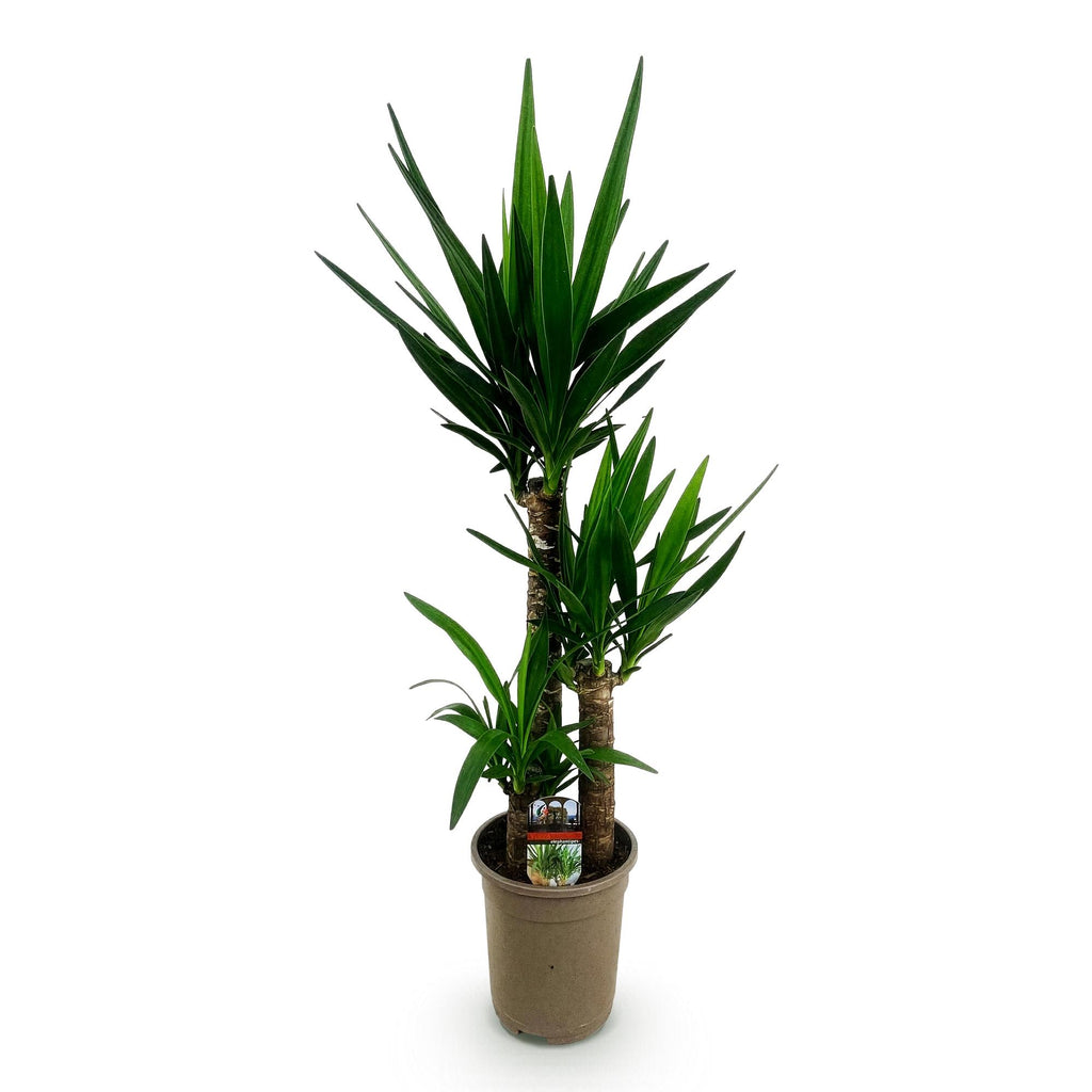 Yucca elephantipes, 100 cm hoog, compacte plant