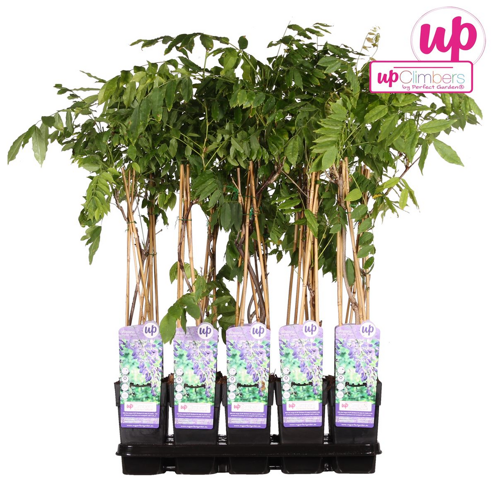 Productafbeelding van Pureplant