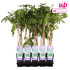 Productafbeelding van Pureplant