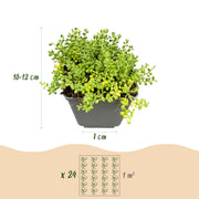 6x - Alpine mix - Ø7cm - ↕10-12cm