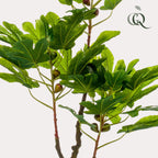 Productafbeelding van Pureplant