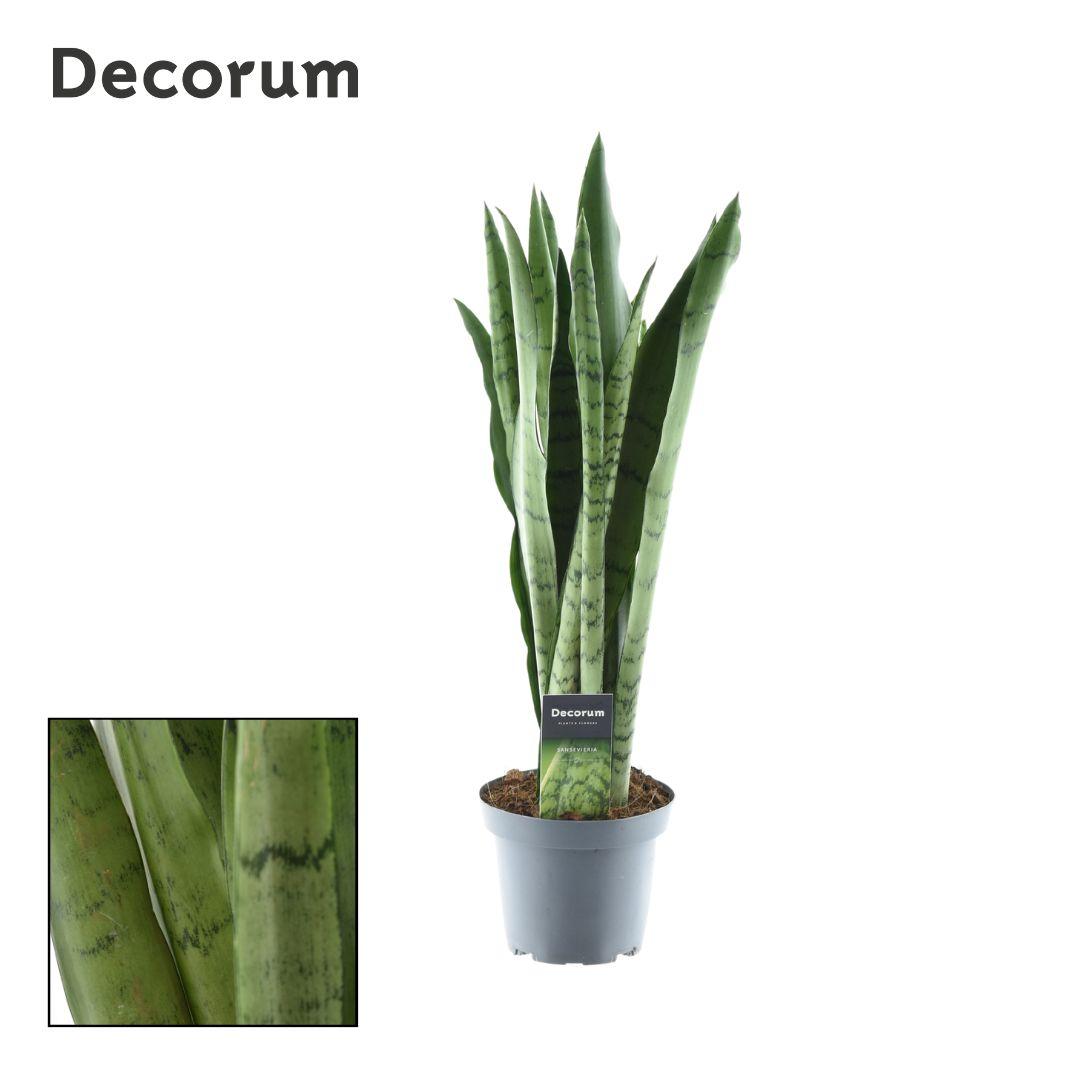 Productfoto van Sansevieria Spearmint
