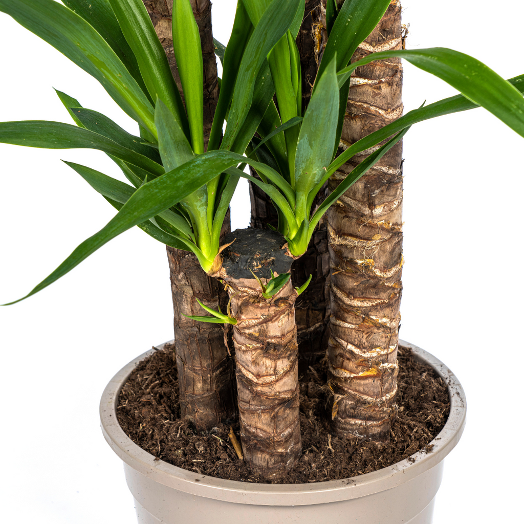 Yucca Elephantipes, detail van het blad