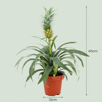 Ananasplant Mi Amigo, kenmerkend blad