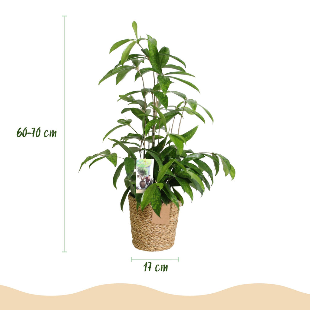 Dracaena surculosa met mand, plant in pot