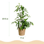 Dracaena surculosa met mand, plant in pot