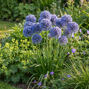 Blauwe sierui Allium caeruleum bloembollen, foto 2