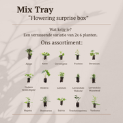 Plantenmix tray, kleurrijke verrassingsmix, 12 pluggen