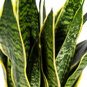 Sansevieria Trifasciata Futura Superba