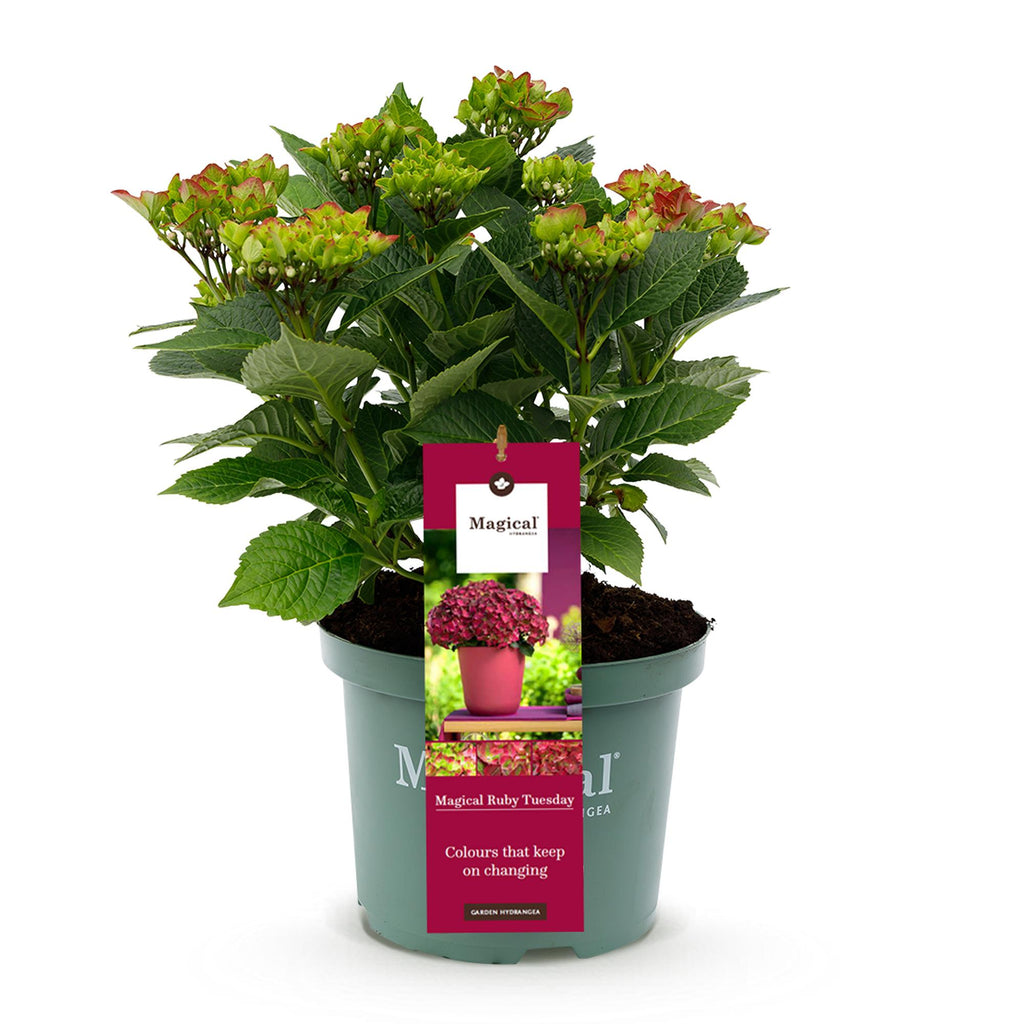 Hortensia Hydrangea Magical Teusday & Saphire, kenmerkend blad