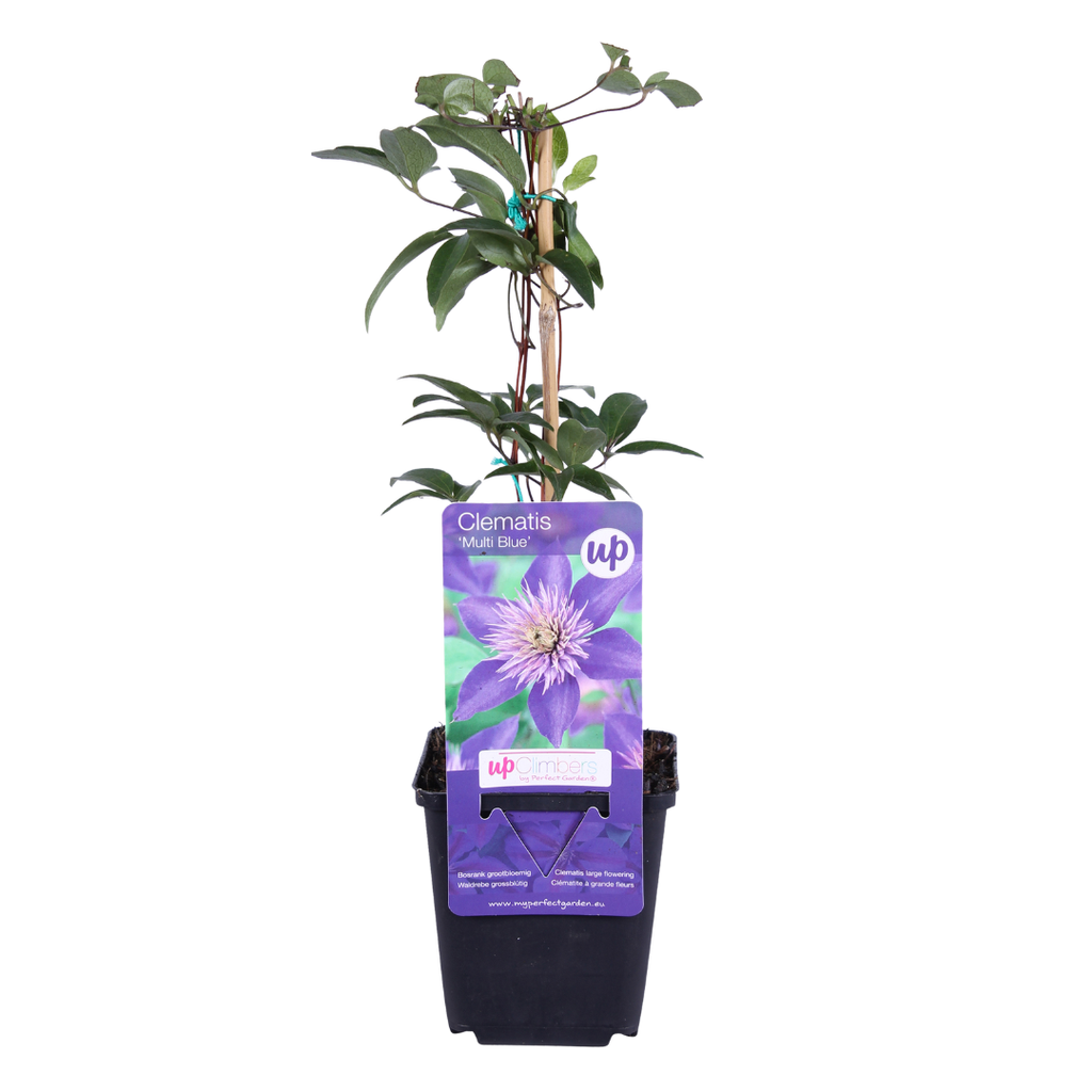 Clematis 'Multi Blue' klimplant, blauw, P9 pot, blauwe bloemen