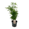Chamaedorea Elegans