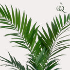 Productafbeelding van Pureplant