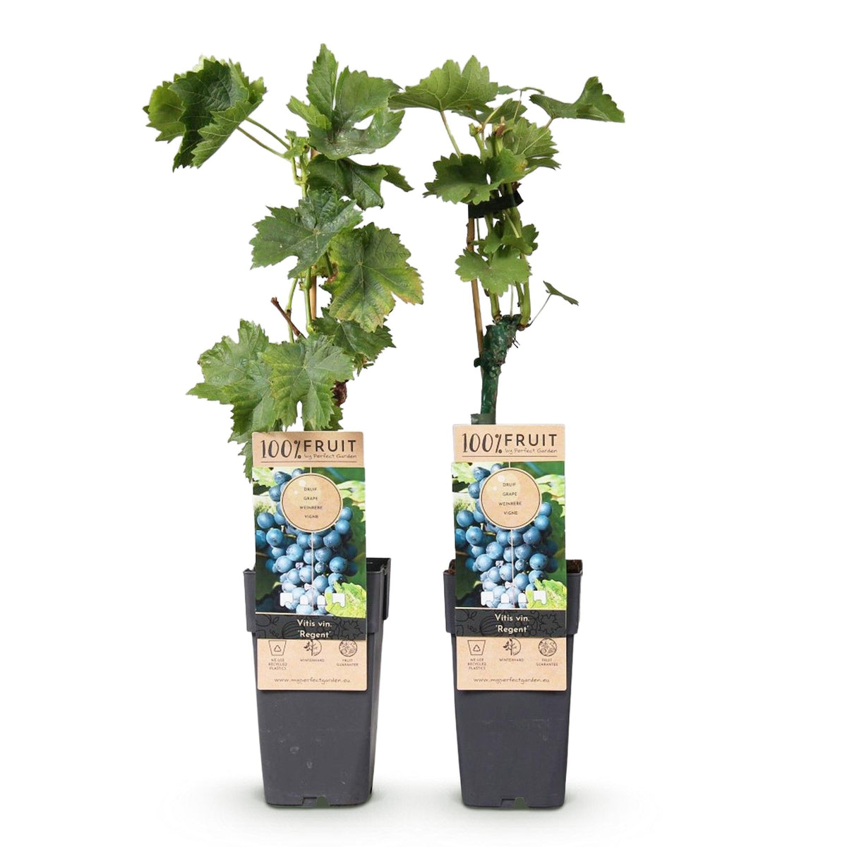 Productafbeelding van Pureplant