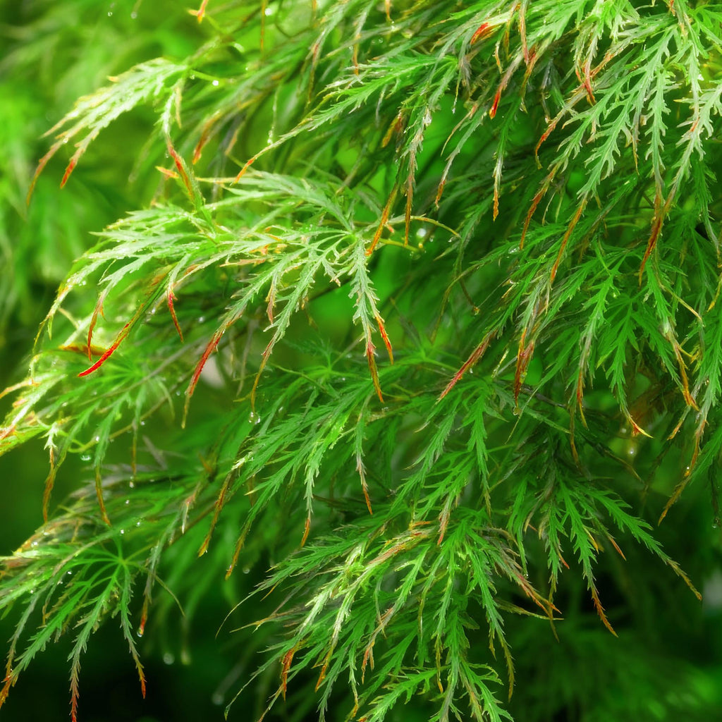 Acer palmatum Emerald Lace, 35 cm hoog, decoratieve plant