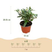 3x Buddleja davidii Butterfly Candy Little White