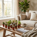 Mix van Echte Cactussen en Vetplanten - 6 Stuks - Ø, plant in pot