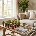 Mix van Echte Cactussen en Vetplanten - 6 Stuks - Ø, plant in pot
