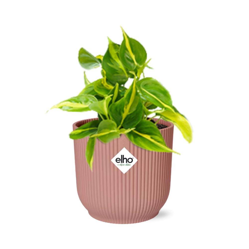 Detailfoto van Philodendron Scandens ‘Brasil’ in ELHO Vibes Fold 14cm roze