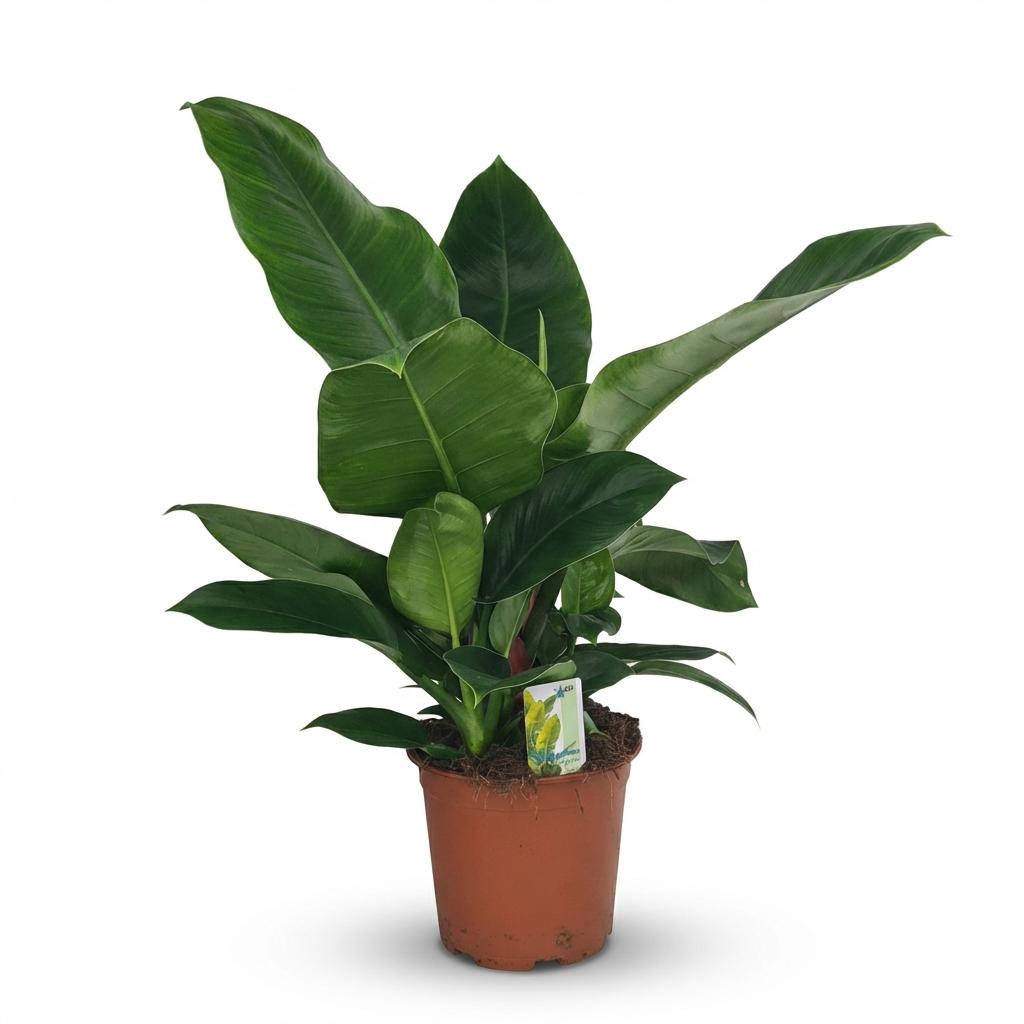 Philodendron Imperial Green, plant in pot