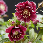 Lenten rose Helleborus orientalis Double Ellen Red, groene bladeren