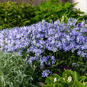 Phlox (S) &
