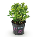 Bloeiende buxusvervanger Bloombux Light Pink, 20 cm hoog, kenmerkend blad