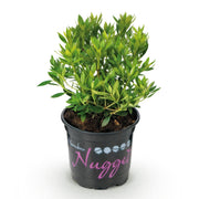 Bloeiende buxusvervanger Bloombux Light Pink