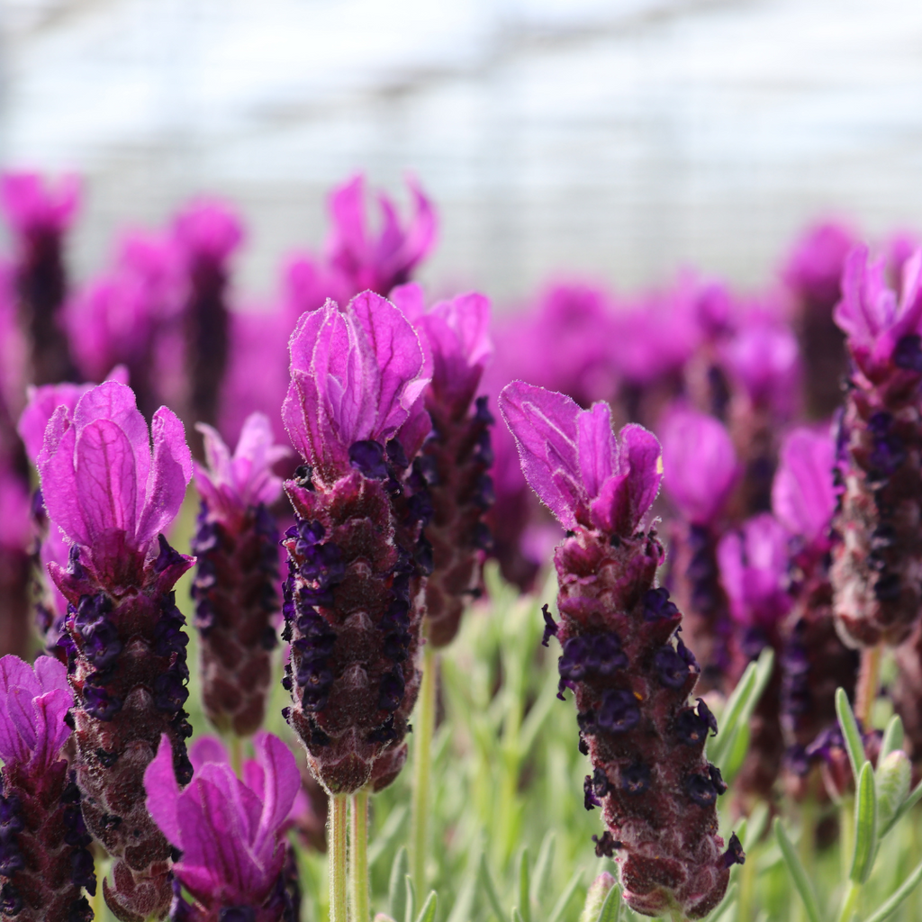 6x Lavandula stoechas Anouk®, detail van het blad