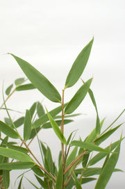 Fargesia rufa, bladhoudende bamboe, 60 cm hoog