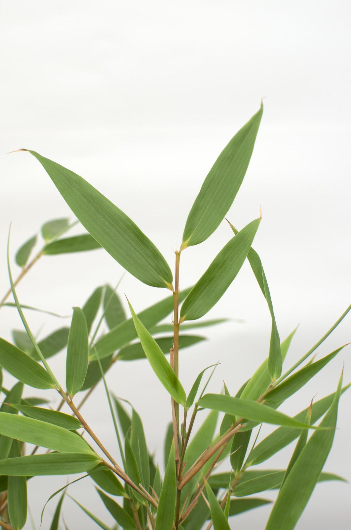 Productafbeelding van Pureplant