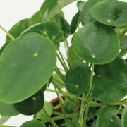 2x Kokodama Pilea Peperomiodes - Pannekoekenplant