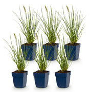 Pennisetum alop. Little Bunny - Lampenpoetsergras - Met Pluim - 6 Planten