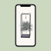 Tillandsia Cube Mix 1 stuk