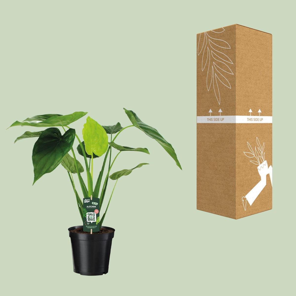 Alocasia Cucullata - Olifantsoor, kenmerkend blad
