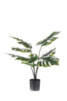 Monstera Deliciosa
