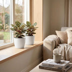 Calathea Makoyana - Pauwenplant met witte pot, kenmerkend blad