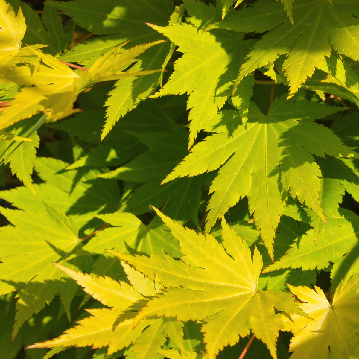 Japanse esdoorn Acer palmatum Jordan, detail van het blad