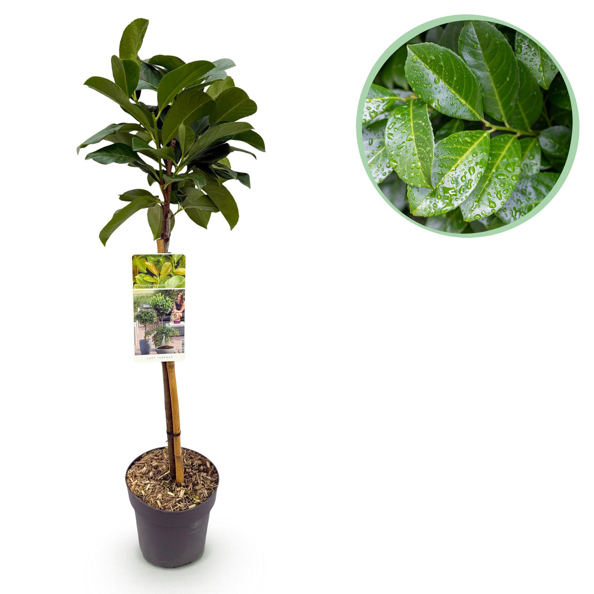 Prunus lauroverasus Etna®, plant in pot