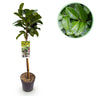 Prunus lauroverasus Etna®