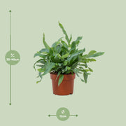 Phlebodium Blue Star