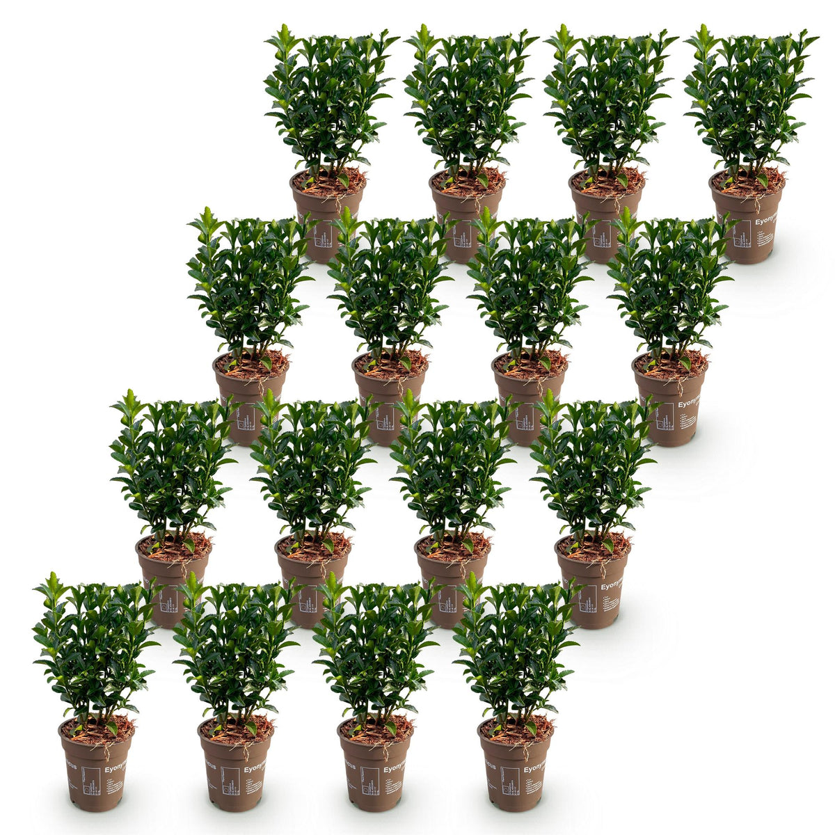Kardinaalsmuts Green Spire, 20 cm hoog, detail van het blad