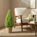 Cupressus Gold Crest Wilma, plant in pot