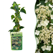 Hydrangea anomala subsp. petiolaris - klimhortensia - Ø9 cm