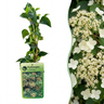 Hydrangea anomala subsp. petiolaris - klimhortensia - Ø9 cm