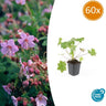 60x Geranium macr. 'Ingwersen's Var.'
